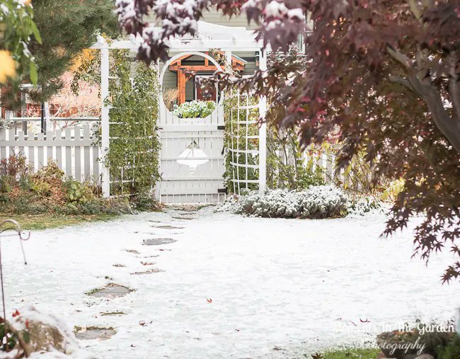 MomentsintheG's tweet photo. The snow has arrived although only a dusting which has since frozen. #dustingofsnow #snowfall #winterscene #mygarden #mygardentoday #momentsinthegardenphotography https://t.co/0XHQkya5aQ