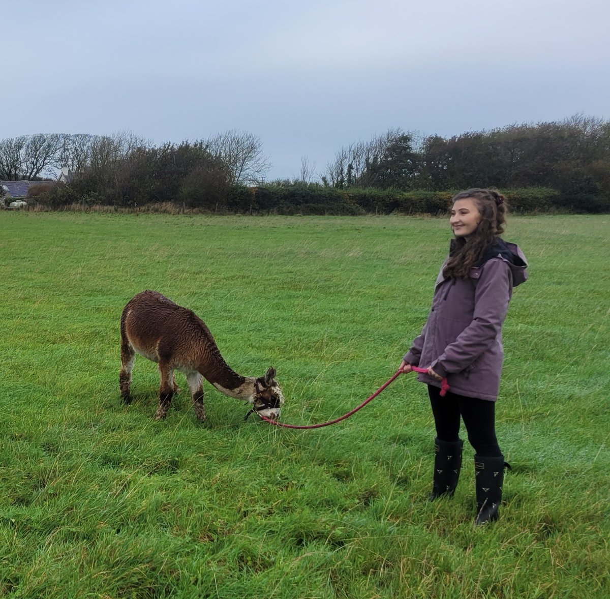 Anglesey Alpacas tweet media