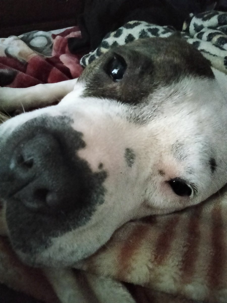 Lazy Sunday Staffy morning. Great day to adopt a shelter animal.
#AdoptDontShop 
#ShelterDogsRule
#RescueDogsRule
#ChicagoAnimalCareAndControl
#Chicago
#HumboldtPark