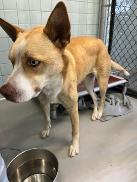psychicwhisper3's tweet photo. ❌✝️FAITH🆘#A350144 #CorpusChriistiTX
She's On The ☠️🚶Tomorrow 11/7☠️❌😩
🏥Suspected Limb Fracture💔#SaveFAITH
Please #Pledge4ResQ #RT #FOSTER Out Of⌛️
🚑If Your #RESQ Can Help Please Contact:
📧ccacsrescues@cctexas.com
☎️361-826-4630/4633/4606
❌☠️🐶⏰❌☠️🐶⏰❌☠️⏰ https://t.co/tay4wLmDru