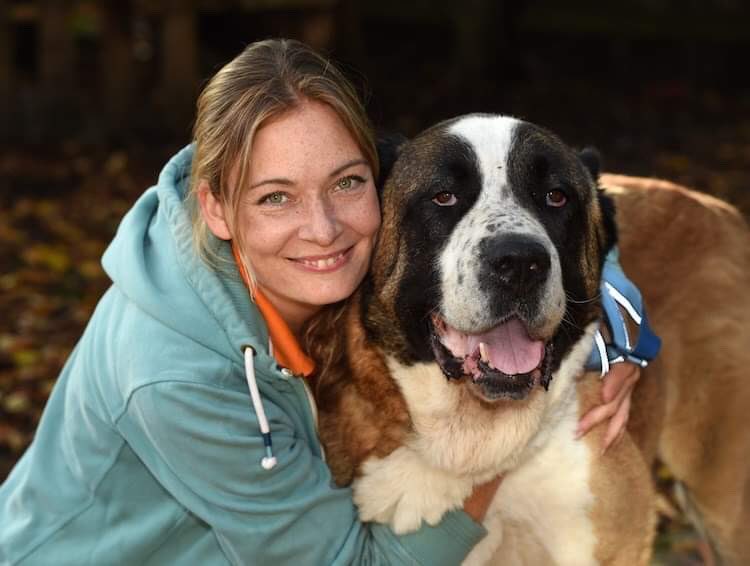 Dogs4Rescue's tweet image. Yet more fireworks tonight 😔 4 years ago our beloved Winston had a heart attack and passed away on Bonfire Night 💔 Why can’t the humans see they are literally terrorising the animals?