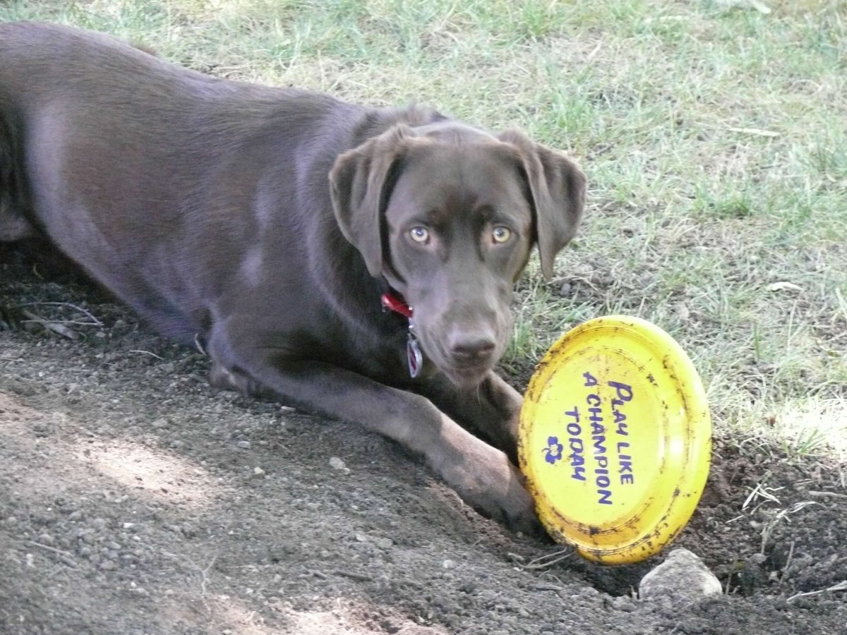 1968LRyan's tweet photo. @GetDirtyGoWash Molly says "nice work!" ladies! Go CB, CJ, Mim, Hope, Spoon, Natty, MadDog, Tess, BoBo, Erin, Ally, CJ &amp; Kitty Kat and everyone else!! Hope to see you play in person soon! https://t.co/V5JViiOD1Q