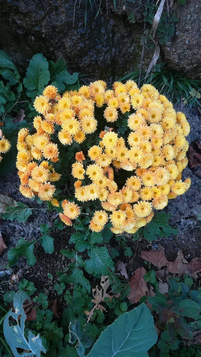 Çiçek her zaman çiçektir mevsimler farklı olsa da 😍