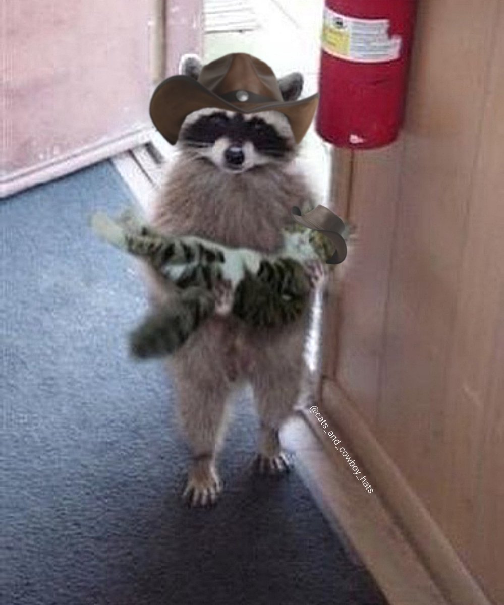 CowboyCats's tweet image. 