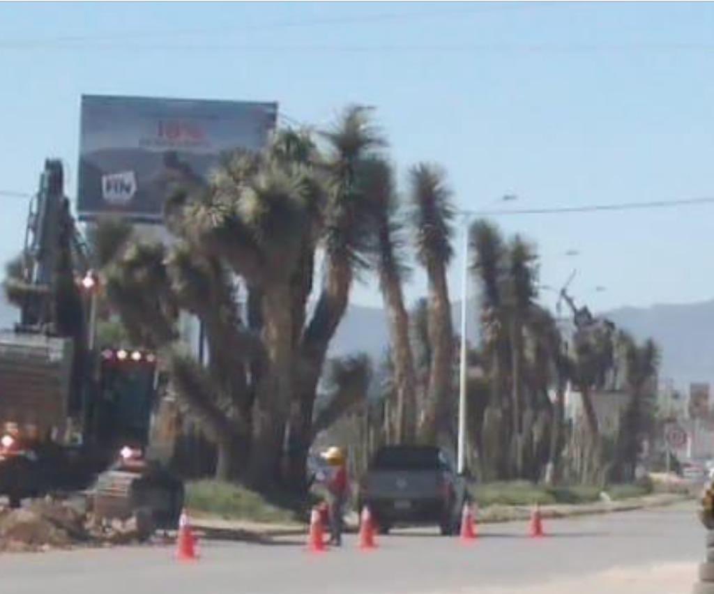 luisglozano's tweet photo. Nos informan que del ECOCIDIO que está cometiendo el gobierno del ecologista @RGC_Mx del @GobEdoSLP y @seduvopsanluis estos son los arboles urbanos que hoy morirán … ayúdame con un RT!!! https://t.co/3S3rPB5eEN