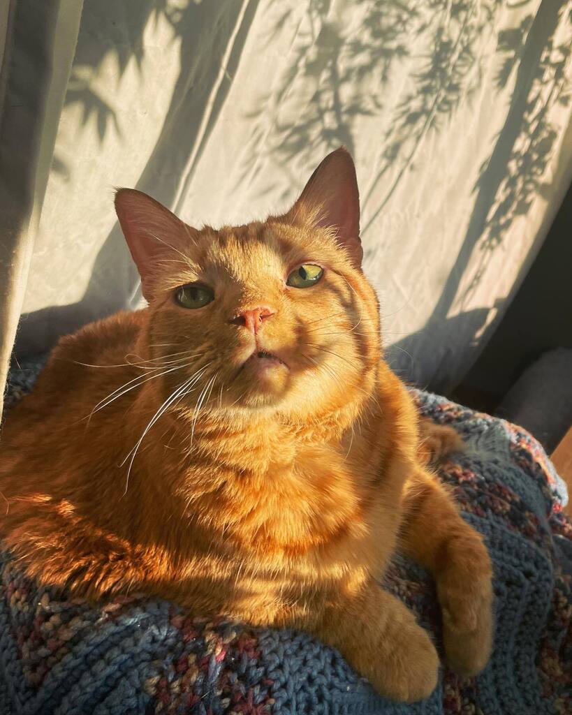 MrTikiGolden's tweet photo. This sunny spot in the window was my favorite! #sunnysunday https://t.co/x3WhbUpj0w https://t.co/ahlgTRGLaN