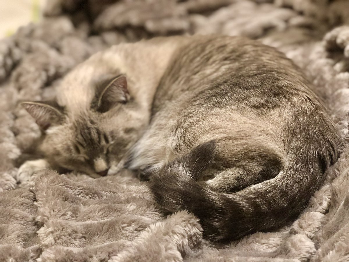 purple_foxa's tweet photo. Night 🌃😴😸#EvaCat #cat #crypto #cryptocat #кот #кіт #goodnight https://t.co/kS7STZ0WL6