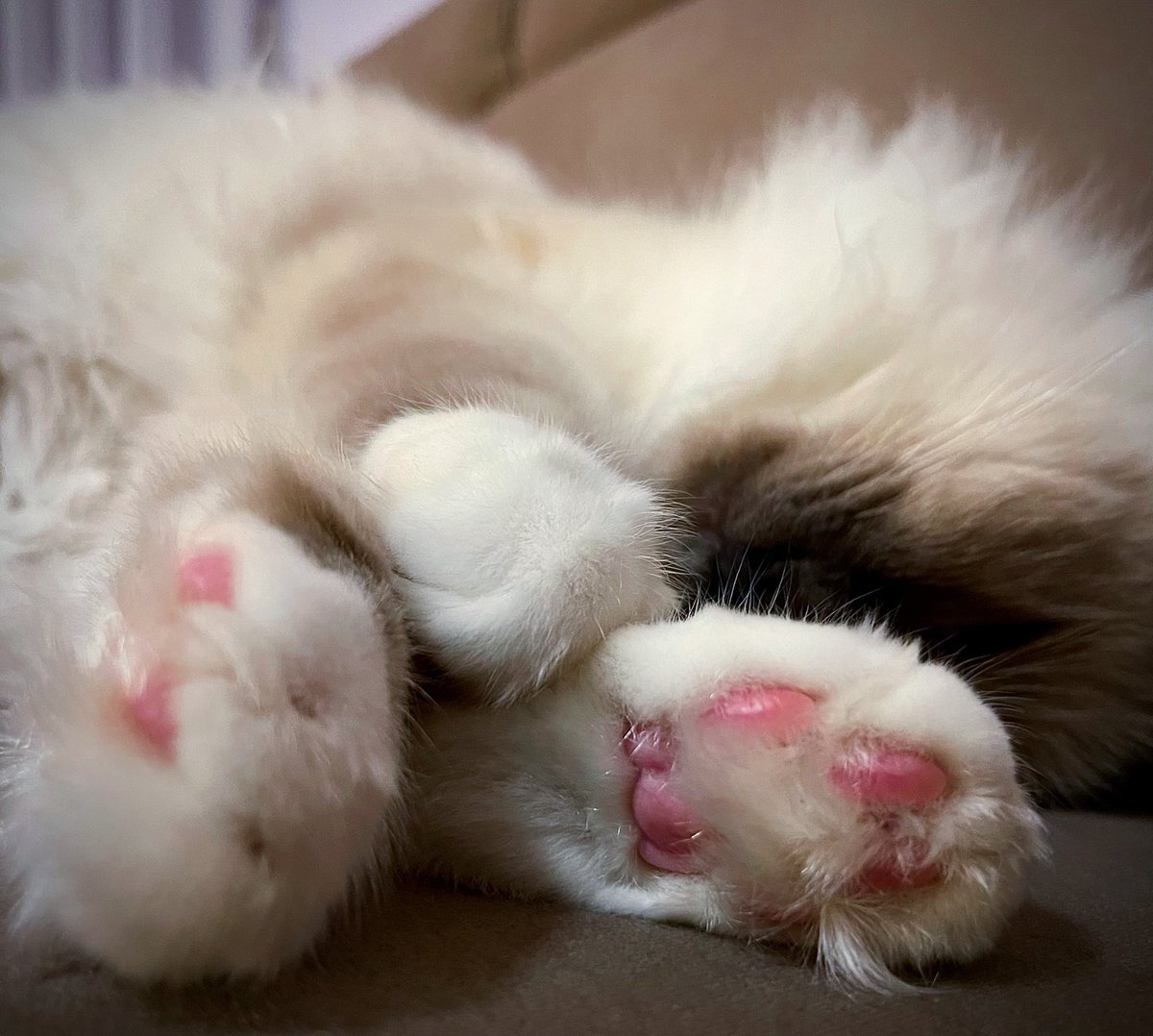 BotaCoco's tweet photo. The cutest member❤️😻 The cutest member. Personally, I feel very cute, God made he so cute 🥰 👉🏻for more video’s look my YouTube channel 👈🏻#cat #cute #CatsofTwittter #CatsLover #catstar #catstagram https://t.co/fPkahOgLsY