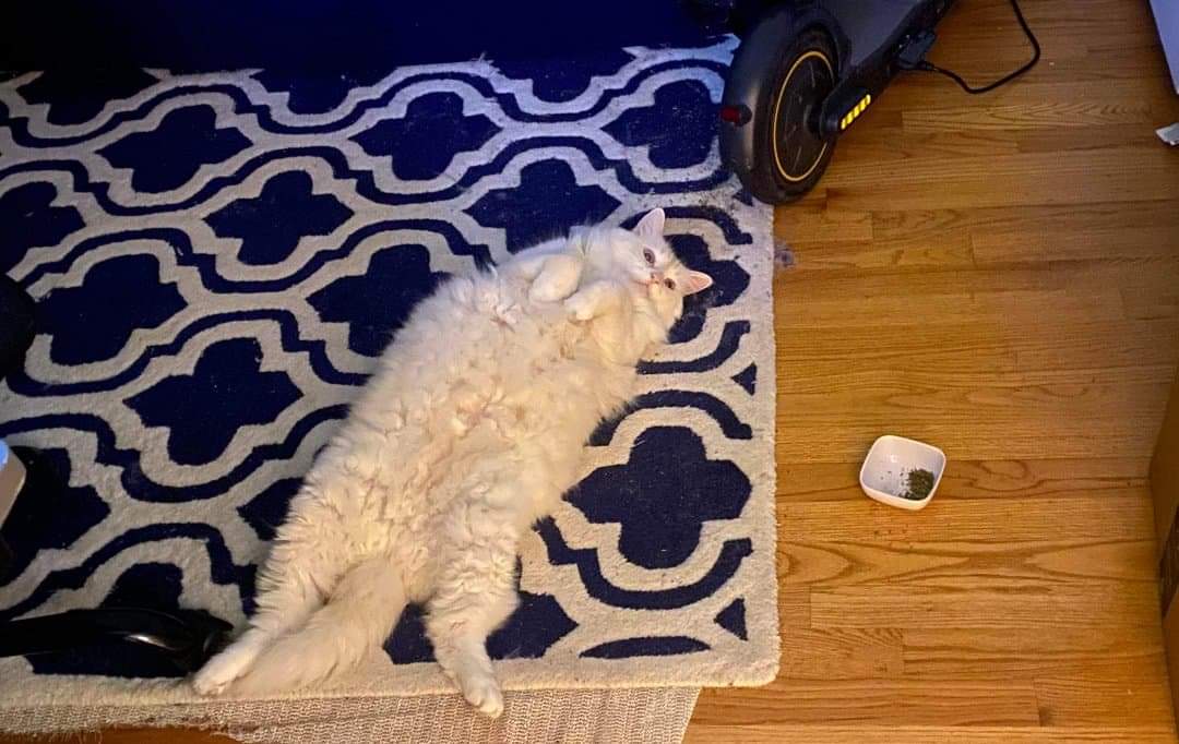 Fuzzicle's tweet image. Rub muh belly PLEEEEEASE