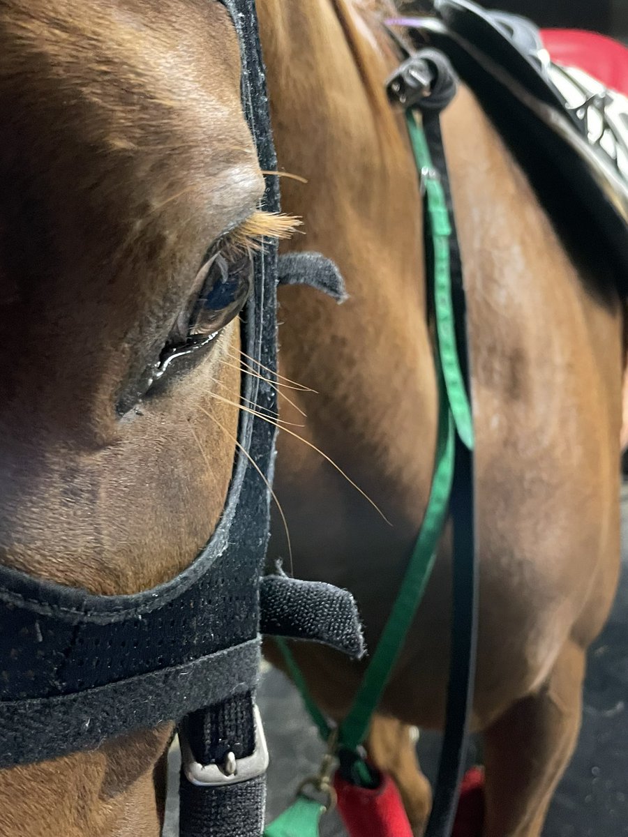 今日、そういえば!と思ってたアッシュちゃんのまつ毛を撮ってみました📸
まさかのまだら!
まつ毛は奥が深すぎる〜
#鮫島克也厩舎
#アッシュゲイル