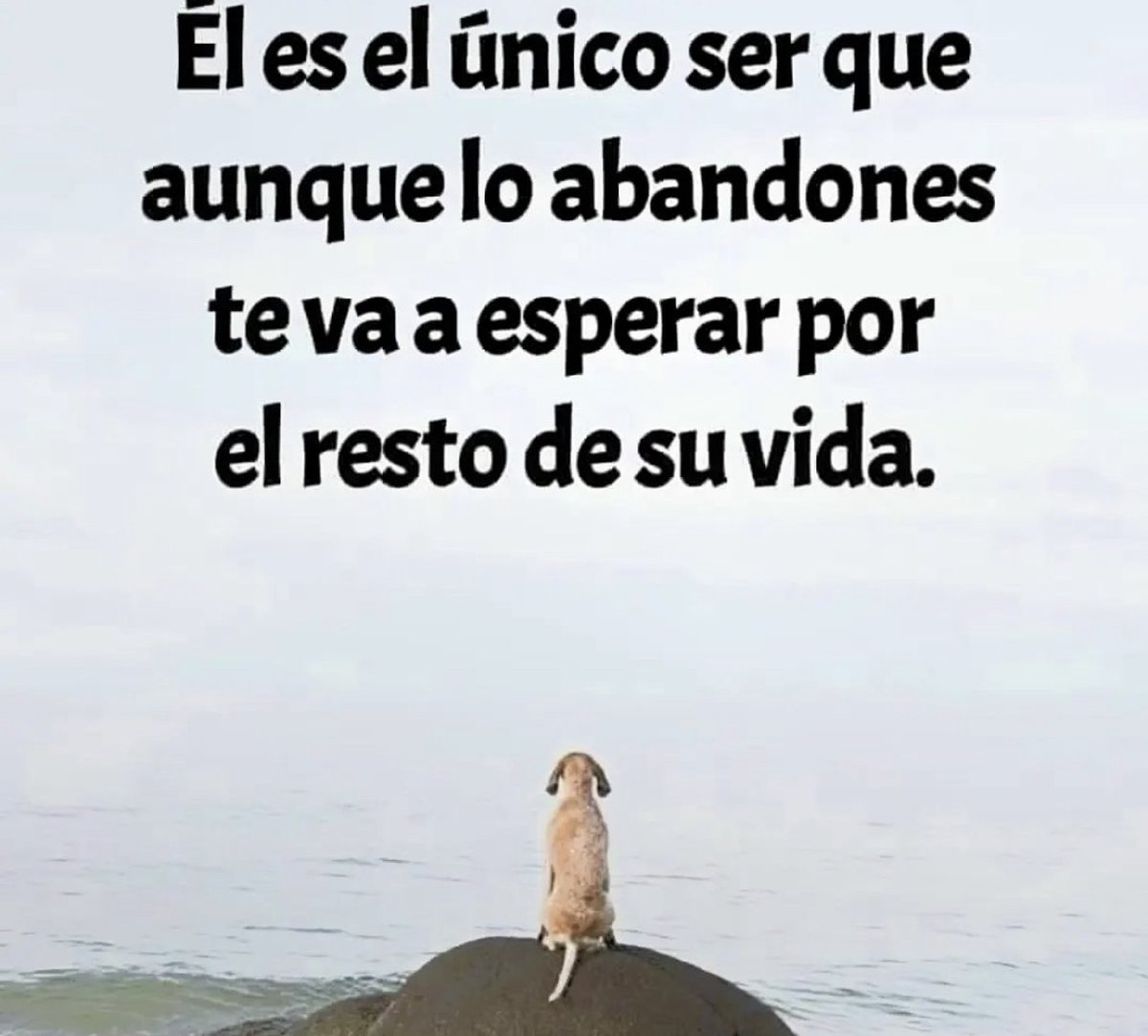 PauloCoelhoDice's tweet photo. https://t.co/HkWGCY9Lqz