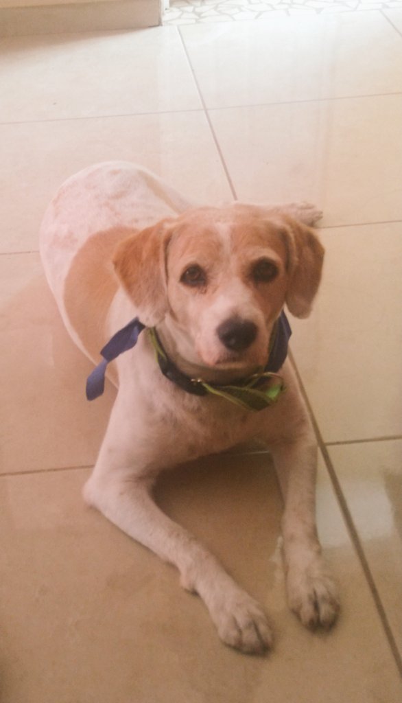 AnaToTheO's tweet photo. Manchas. #Dogs, #DogsOfTwitter, #DogEvolution. https://t.co/h1Tnc56Q5u