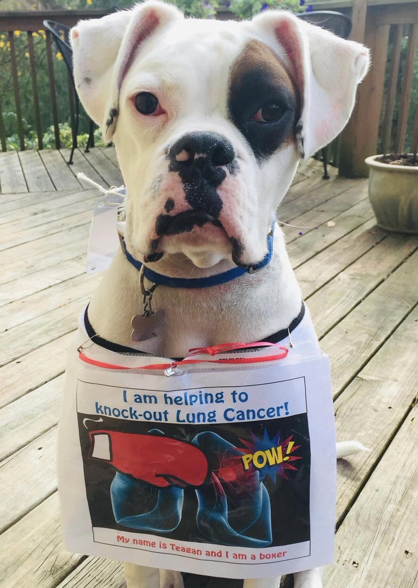Mr T continues to raise awareness for #lungcancer, but this year from heaven.
#cancer may steal from us the people (+#dogs + #cats) we love.  But as Mr T’s sign says, we have to keep fighting the fight + helping each other. 
Pls like + RT if you agree. 
#LCAM #StrongerTogether