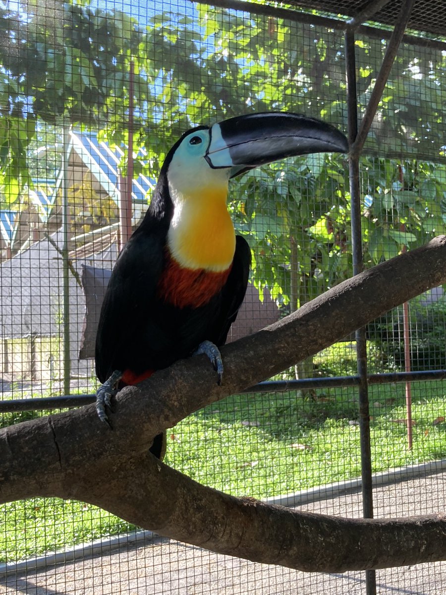 AdamMannah's tweet photo. Took a trip to the #zoo and got these cute shots of my favorite type of animal, #birds https://t.co/Q28jrmBlng
