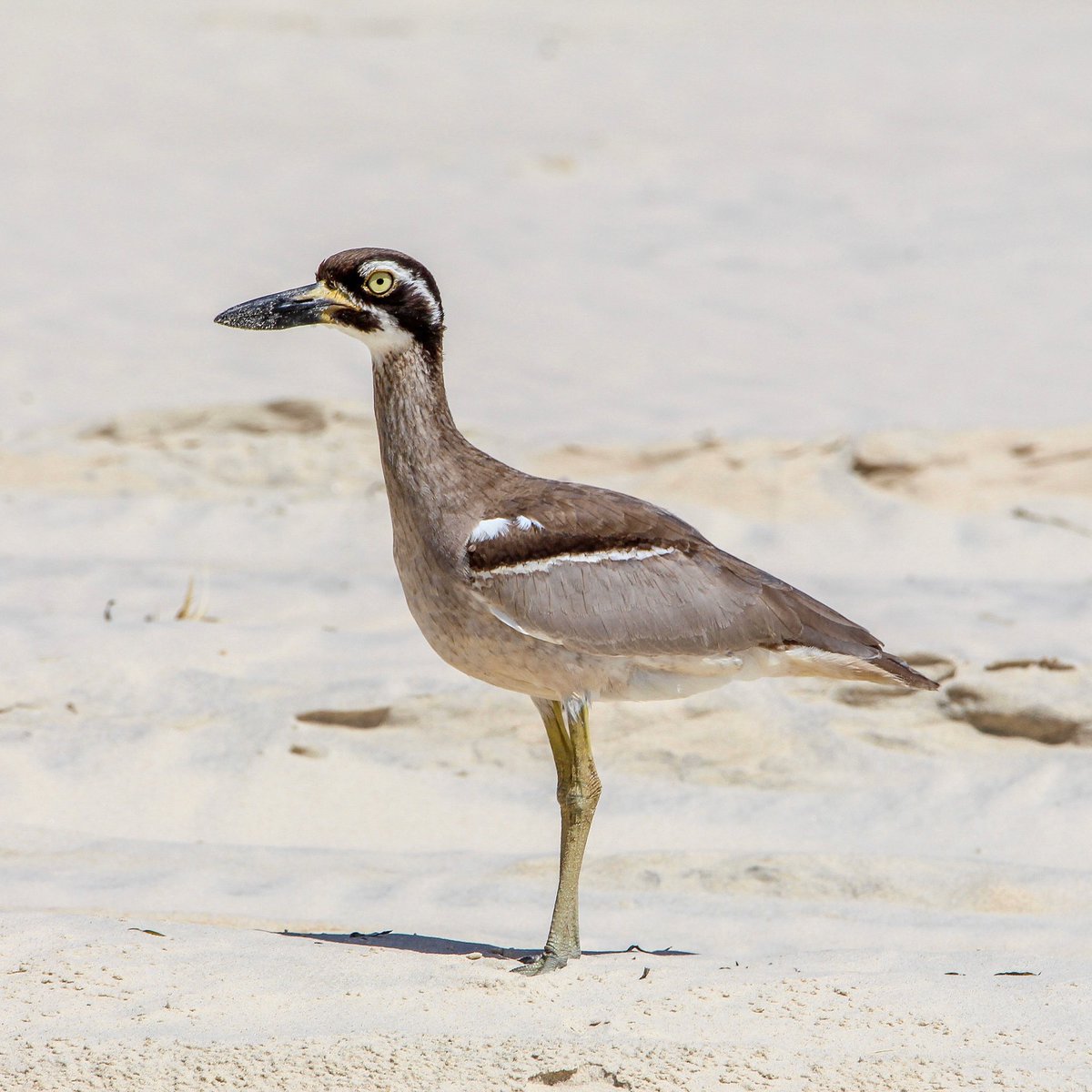 Taylor Cooper (@taylorcoooper) on Twitter photo So excited to have seen this beautiful Beach Stone-curlew at Minjerribah! I’ve been there many times and this is the first time I’ve seen one! It was foraging with a pair of Pied Oystercatchers 😍 #northstradbrokeisland #beachstonecurlew So excited to have seen this beautiful Beach Stone-curlew at Minjerribah! I’ve been there many times and this is the first time I’ve seen one! It was foraging with a pair of Pied Oystercatchers 😍 #northstradbrokeisland #beachstonecurlew