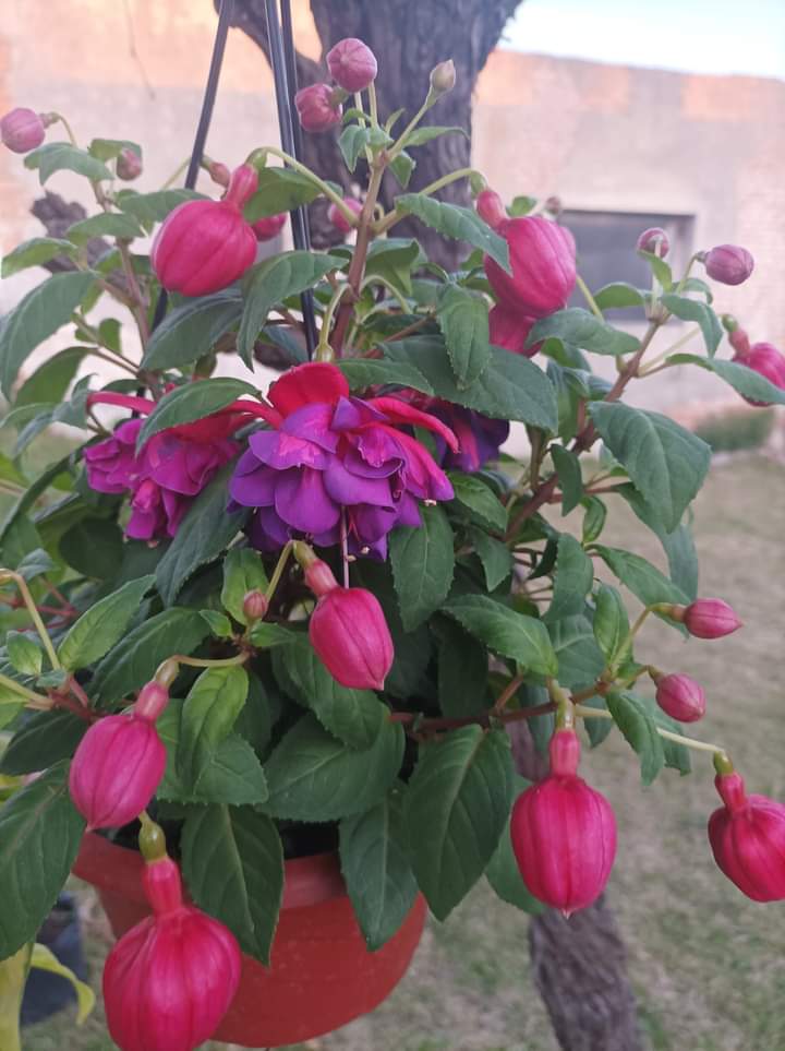 ViveroArtemisa's tweet photo. Aljabas.
 Vivero Artemisa Roger Ballet 328. Colonia del Sacramento. 091250005
#tierra #margaritas #Humus #viveroartemisa #vivero #rosas #rosales #minirosa #aljabas https://t.co/Co4iEXu42Q