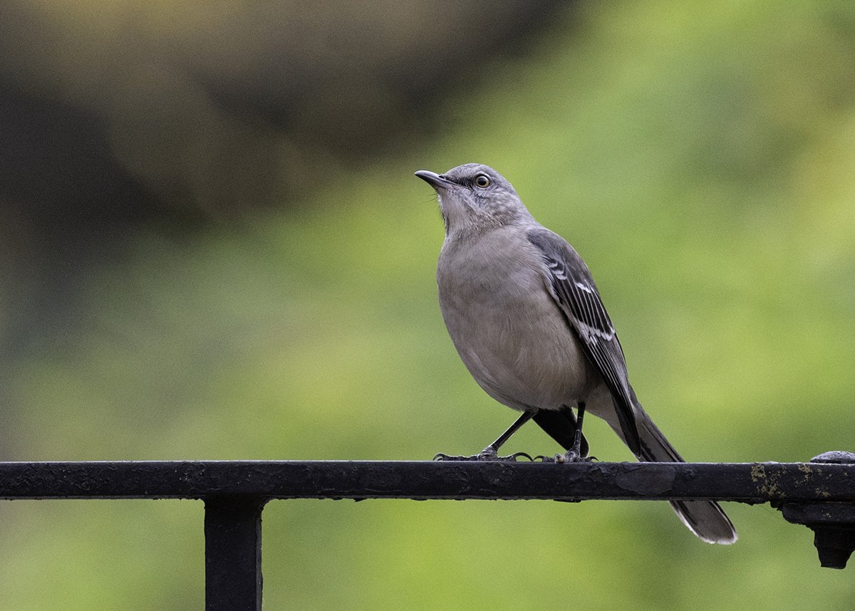 Northern Mockingbird near the West 97th St entrance to Central Park today #birdcpp #BirdsSeenin2022 #birdwatching