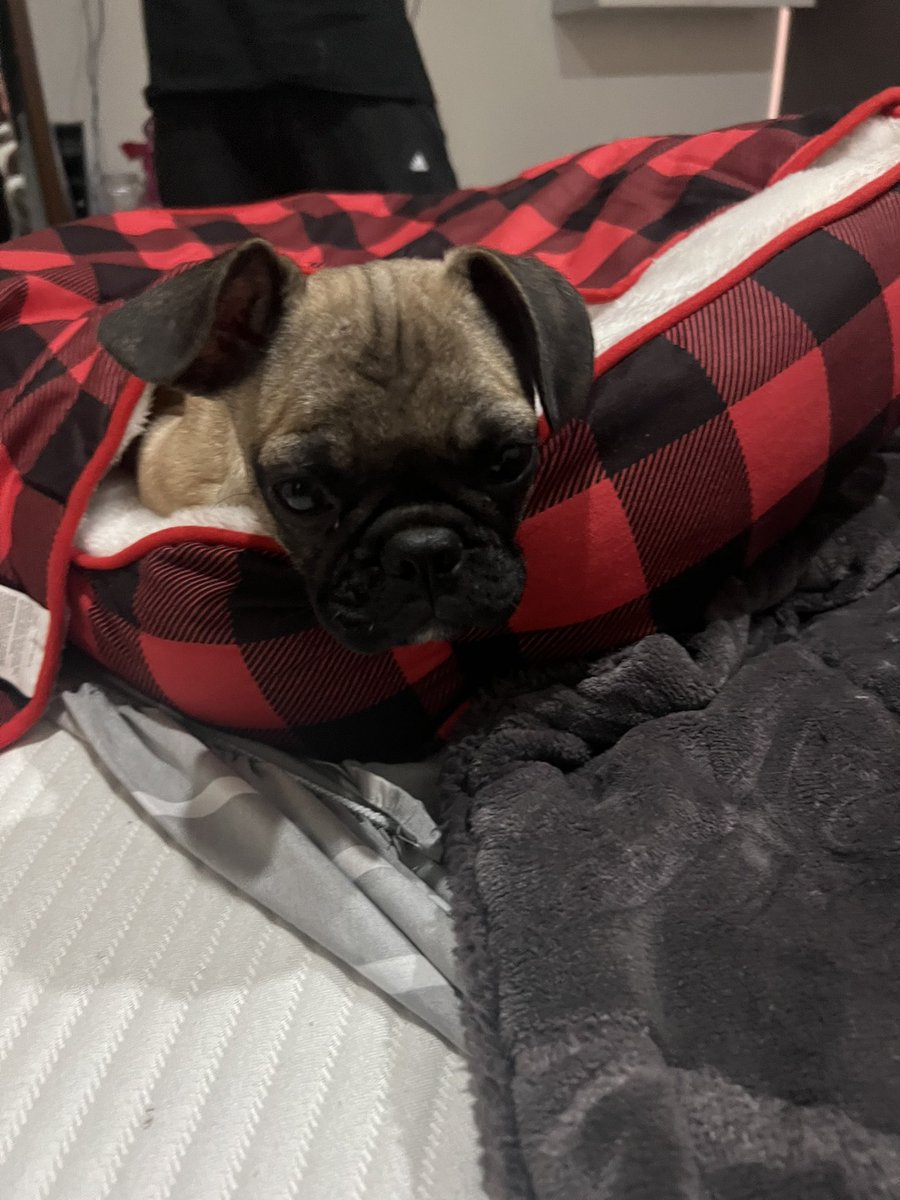 xCryboy's tweet photo. bienvenido a casita Teddy🥹🥹🥹🥰🥰 https://t.co/XfRKBzz7rN