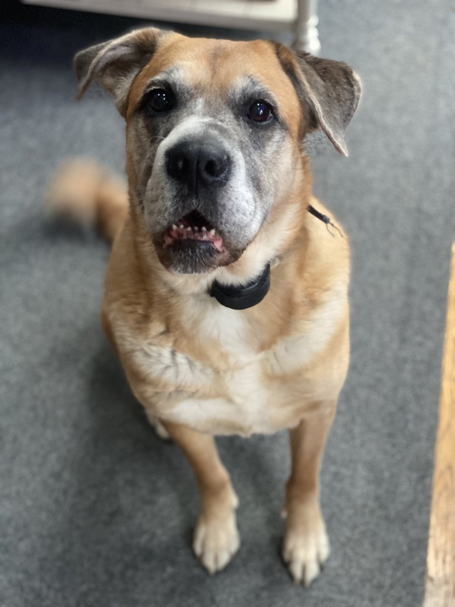 techgurl247's tweet image. Me explaining that it’s not ACTUALLY dinnertime yet… blame daylight savings #DaylightSavingsTimeSucks