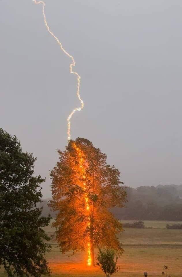 If there was ever a good example of why not to take shelter under a tree during a lightning storm this is it!