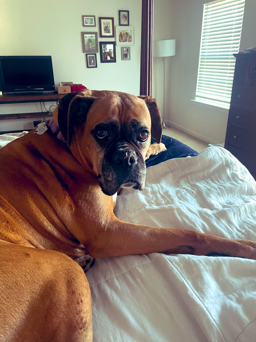 Lady. Even though you think you’ll get up later, my tummy says we get up now. C’mon! My belly clock is ringing! #queenaahana #DaylightSavingTime #dogsoftwitter #boxerdog #boxer