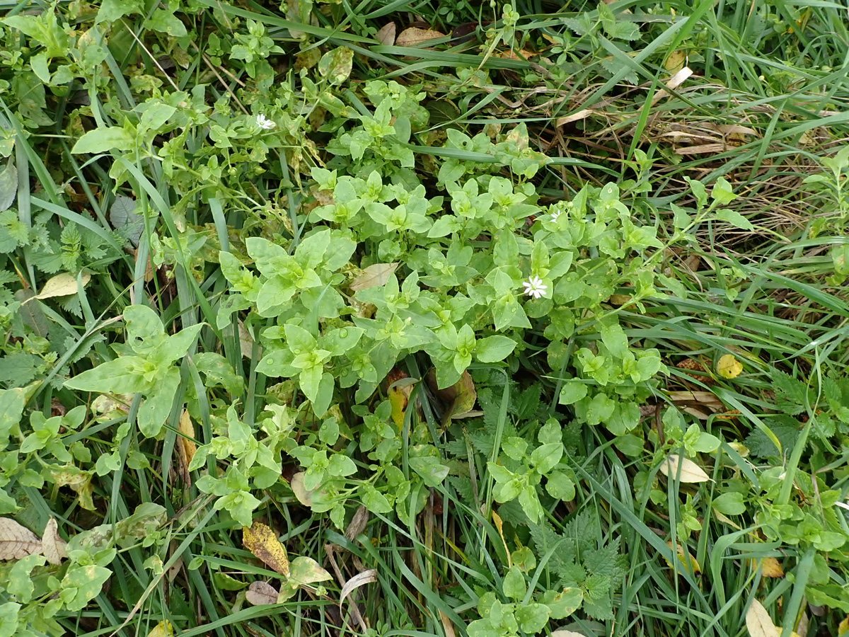 Water Chickweed, Myosoton aquaticum, in flower this week at Papercourt Meadows in Surrey. A first for me.
#wildflowerhour