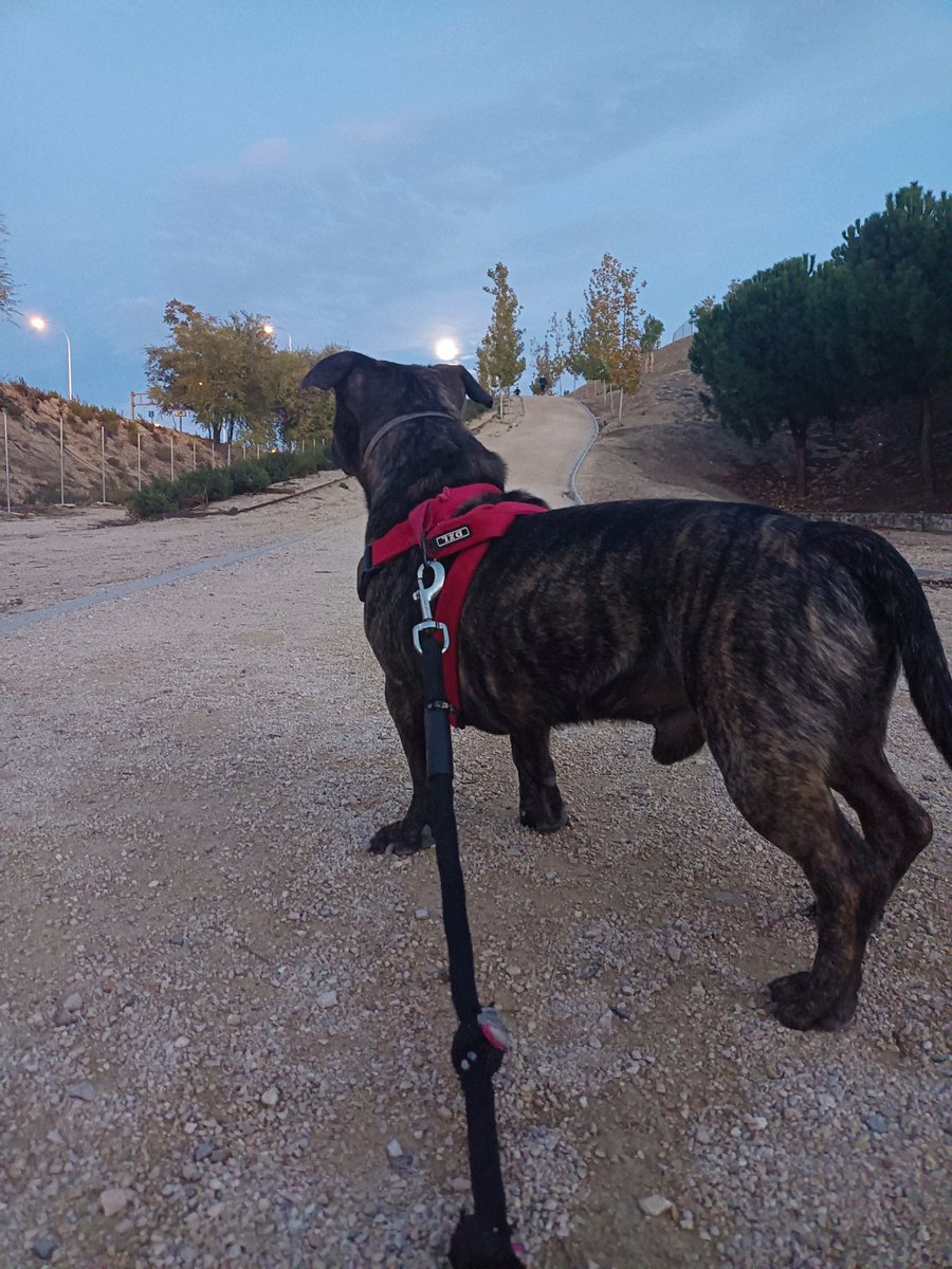 Tyson disfrutando de la Luna 🌕🙌🔥