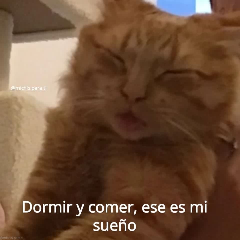 Coito? . . . . . . . . . . . . . #shitpost #shitposting #cat #cats