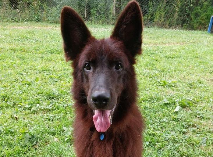 Please retweet to help Zeus find a home #EXETER #DEVON #UK 

Clever German Shepherd aged 3, sadly under socialised. He is looking for an adult home with large breed experience. He could live with another dog🐶✅

DETAILS or APPLY👇
rspca.org.uk/findapet/detai……

#GermanShepherd #dogs