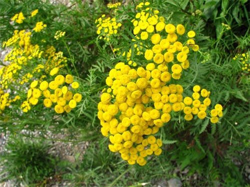 花言葉 の評価や評判 感想など みんなの反応を1日ごとにまとめて紹介 ついラン