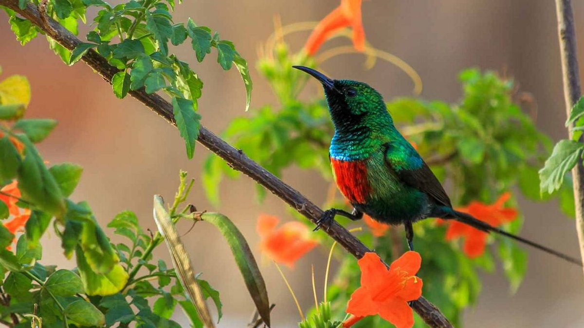 Bale Mountains National Park was recently listed as one of the continent’s top five birding hotspots by the African Birding Club. Its checklist of 310 bird species includes twenty endemics! #VisitEthiopia #WTMLDN #EthiopiaRising