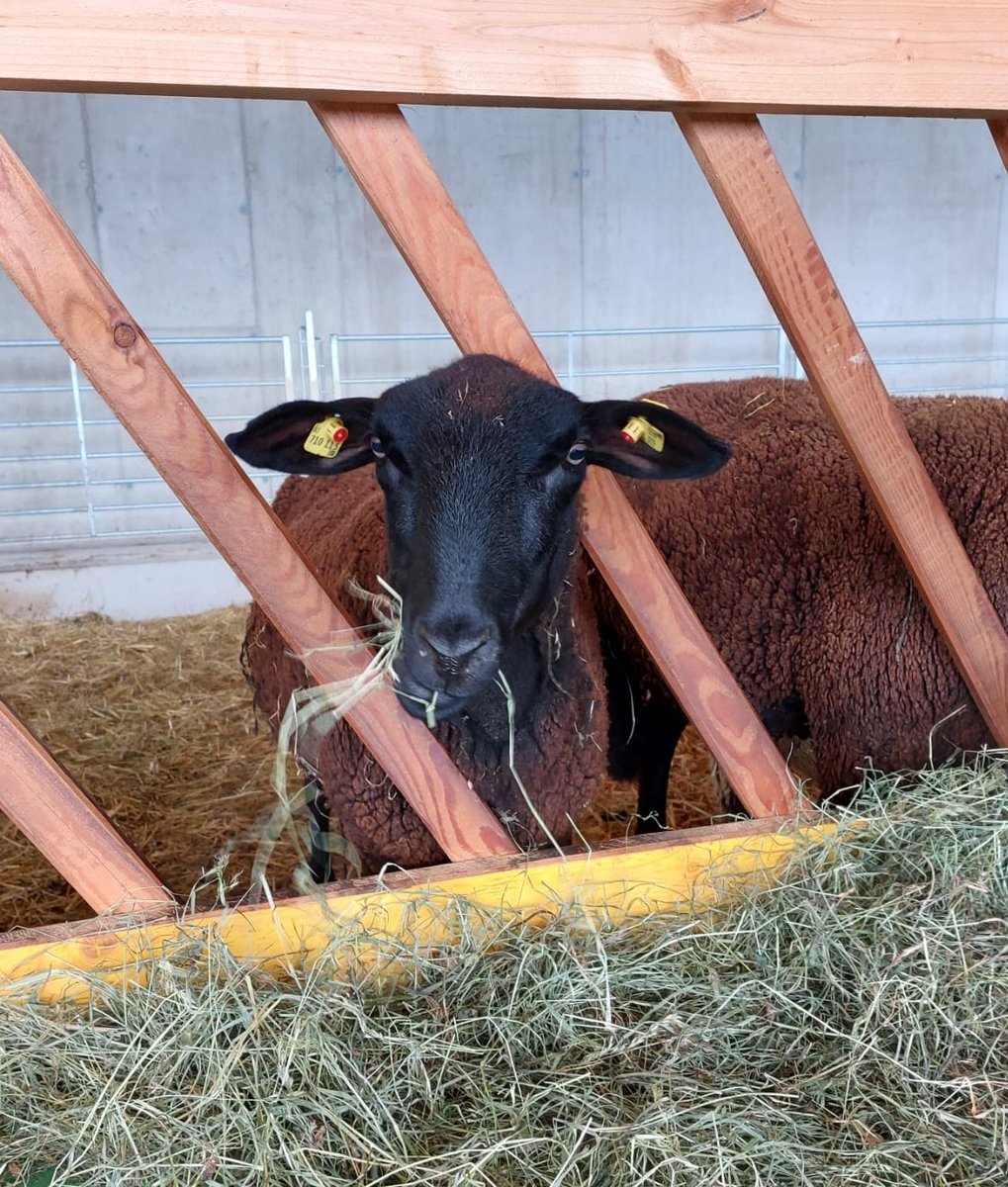 styrian_anna's tweet image. Wenn du innerhalb von zwei Tagen #sheepcontent  #pigcontent Pferde und natürlich #cowcontent siehst, kann das nur eines bedeuten: Betriebsausflug mit den besten Kolleg:innen 🤩