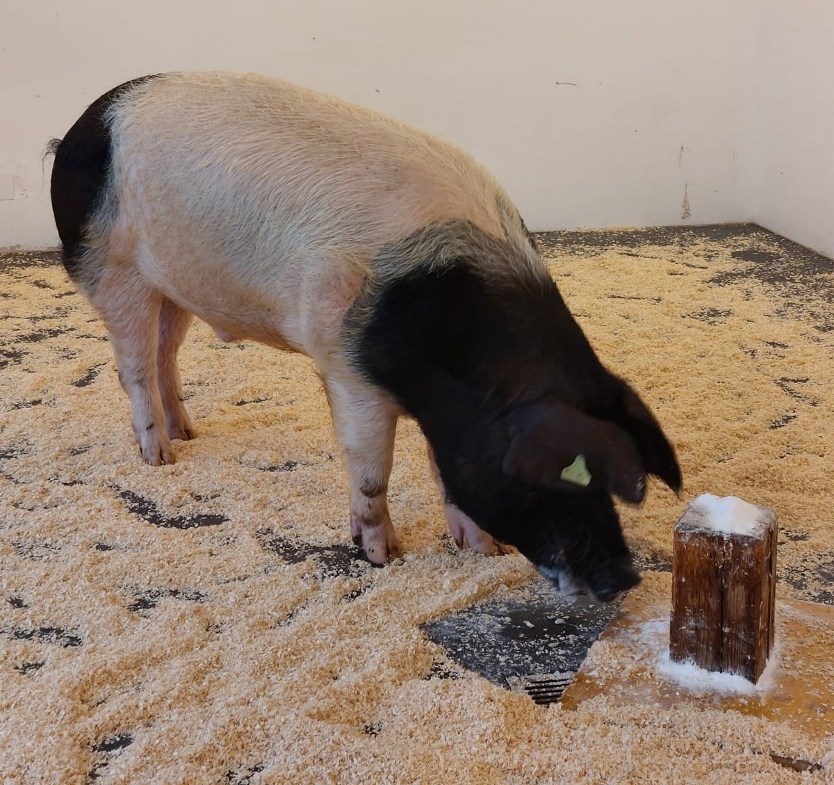 styrian_anna's tweet image. Wenn du innerhalb von zwei Tagen #sheepcontent  #pigcontent Pferde und natürlich #cowcontent siehst, kann das nur eines bedeuten: Betriebsausflug mit den besten Kolleg:innen 🤩