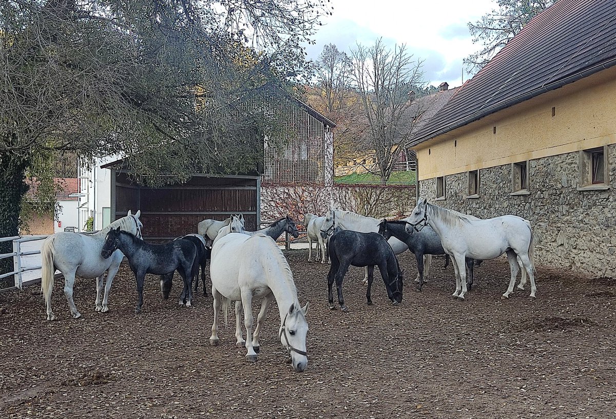 styrian_anna's tweet image. Wenn du innerhalb von zwei Tagen #sheepcontent  #pigcontent Pferde und natürlich #cowcontent siehst, kann das nur eines bedeuten: Betriebsausflug mit den besten Kolleg:innen 🤩