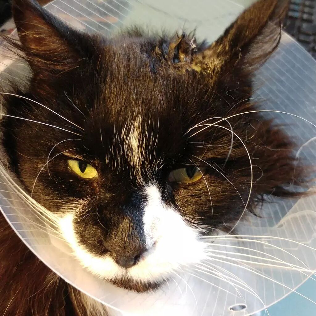 So #caturday wasn't all that. Tail's gone droopy and the vet gave me a silly hat to go with the hole in my head.
.
.
#writerscat #citycat #catfight #gingercat #newcatontheblock #tuxedocat #tuxedocatsofinstagram #catsofinstagram #catsofinsta instagr.am/p/CkodonfLeRn/