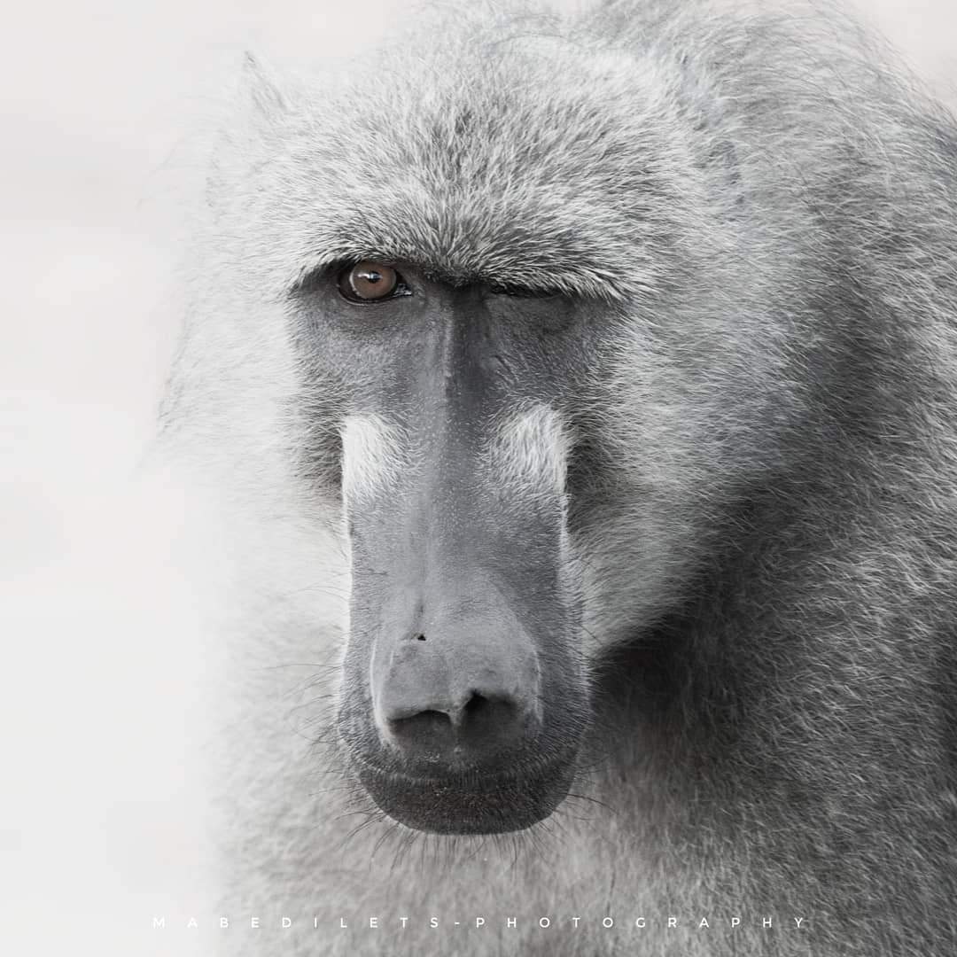 CodeinJ's tweet image. C&apos;mon A leads to B mos