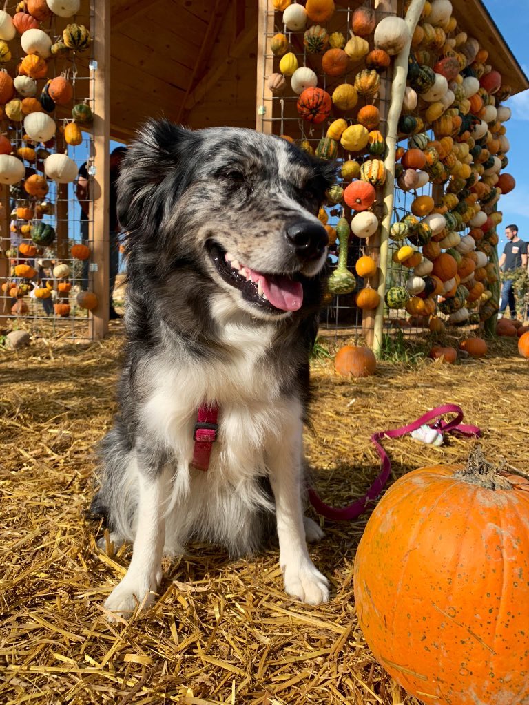 Cali_thesuperaussie tweet media