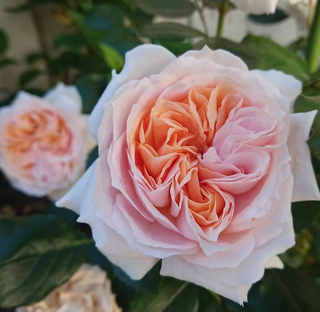 EndersbyArt's tweet image. Home &amp;amp; Garden rose starts off with these interesting centres and then puffs out to a creamy pale pink.

 #homeandgarden #roses #springinmelbourne instagr.am/p/Ckoj4fzBjQ1/