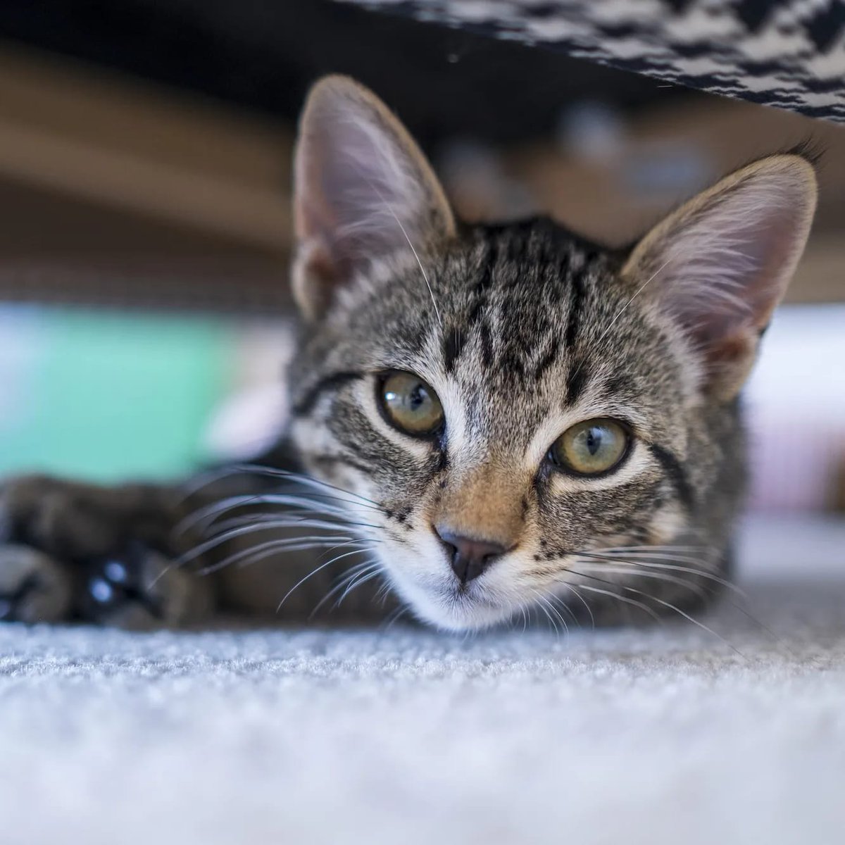 It's a feline parade! This Monday through Wednesday, adopt any cat or kitten for only $20. Come by our Detkin-Oates Center in Milpitas to meet with tons of adorable (and adoptable) felines! hssv.org/cats