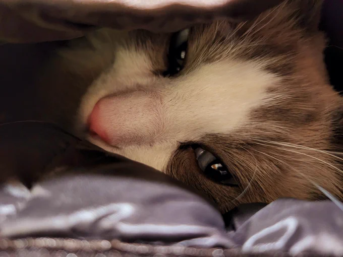 ナンナ kitten burritoなのかい 