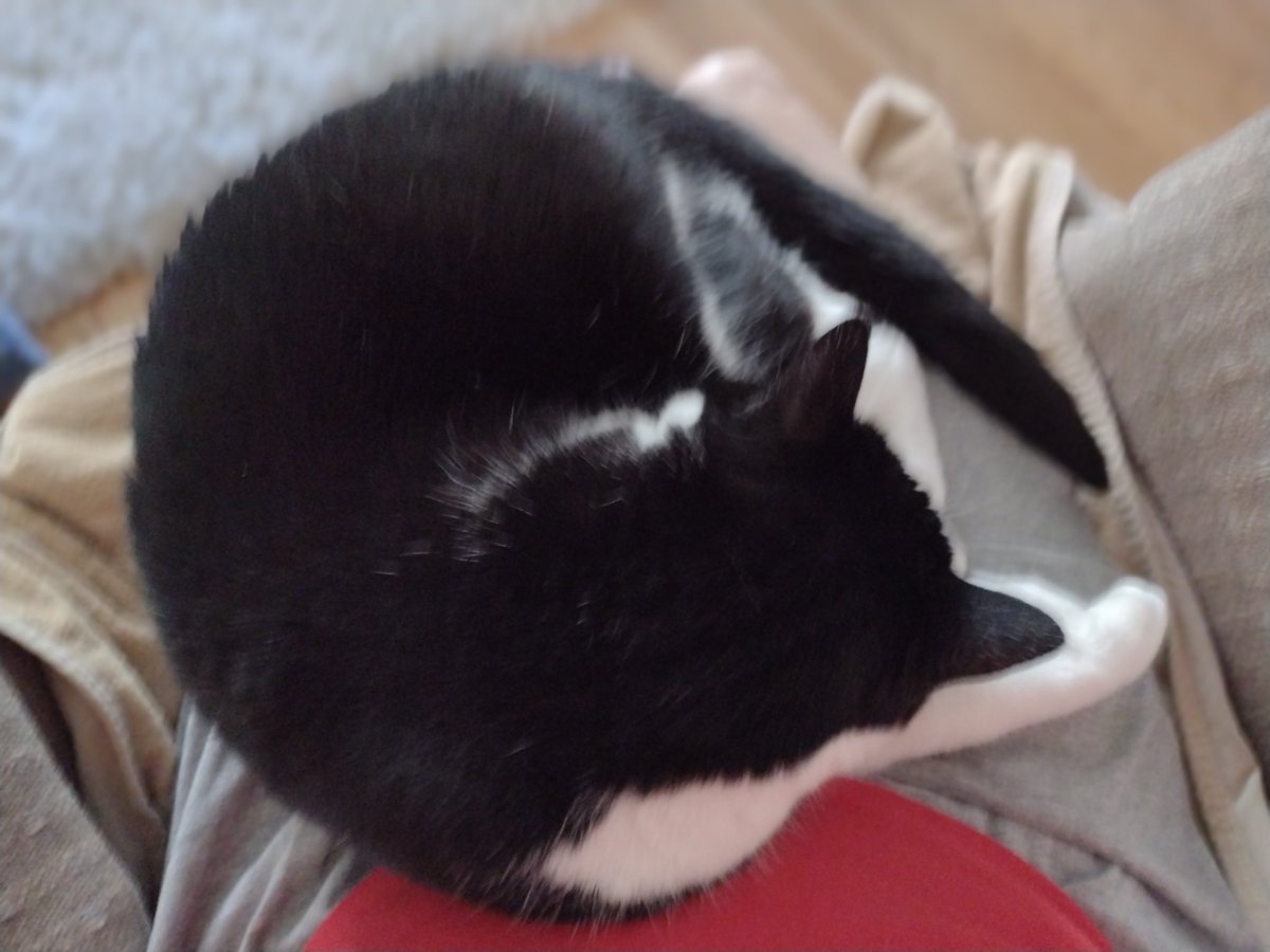ColleenBoeding's tweet photo. I won't be going anywhere for awhile #lapkitty https://t.co/7k4EcHBuNj