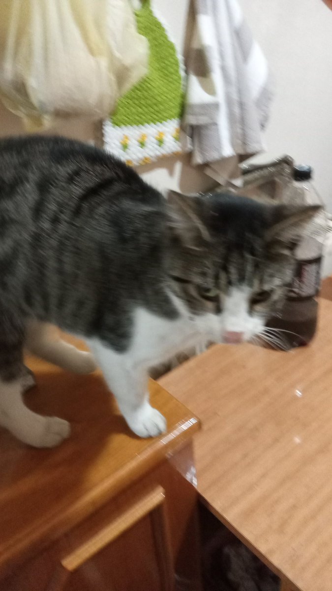 mlk_krdnz's tweet photo. #kedi
#boncuklarım https://t.co/AeRNozkO6n