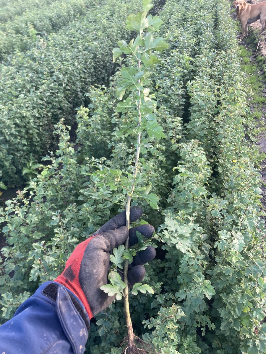Harvest is nearing, just need some dry weather to get our English and Italian hawthorn out of the ground 🙏🏻