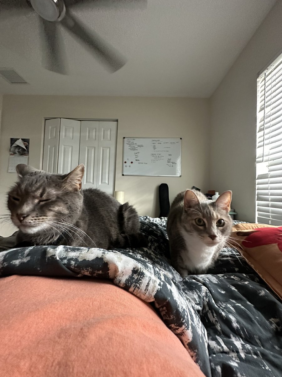 browneggsam's tweet photo. views from lying in bed after returning from vacation https://t.co/XnBQw9faU2