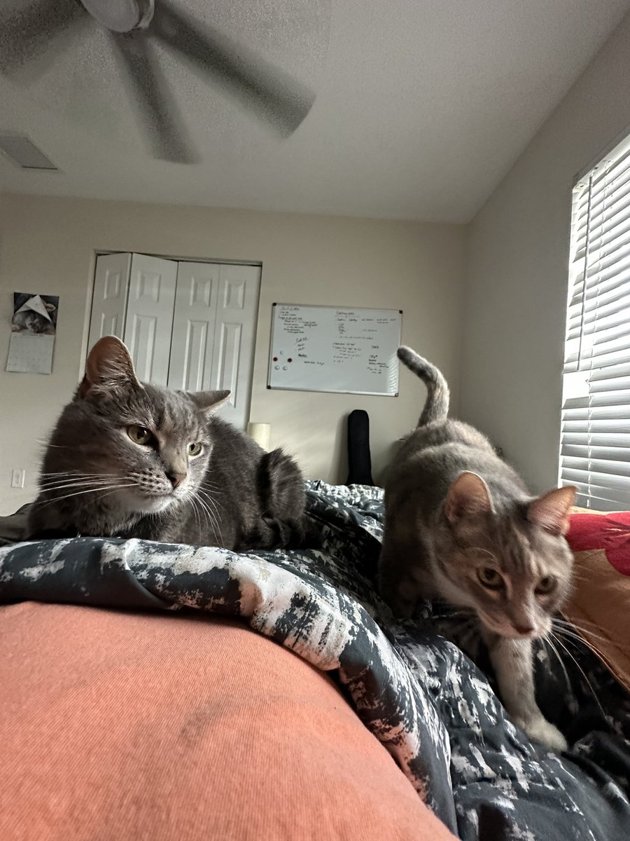 browneggsam's tweet photo. views from lying in bed after returning from vacation https://t.co/XnBQw9faU2