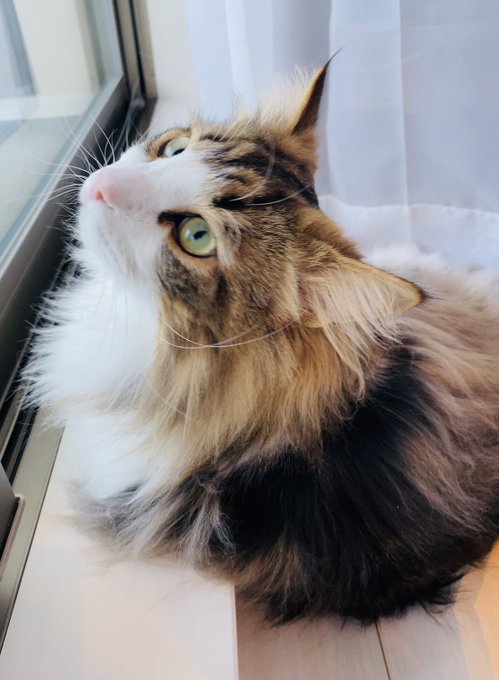 セーラー万年筆 NONBLE 猫 ノルウェージャンフォレストキャット 限定
