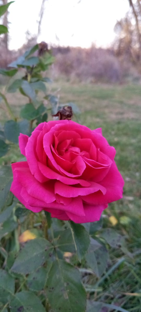 NickDutton16's tweet photo. A November rose https://t.co/Bzxog3iZmc
