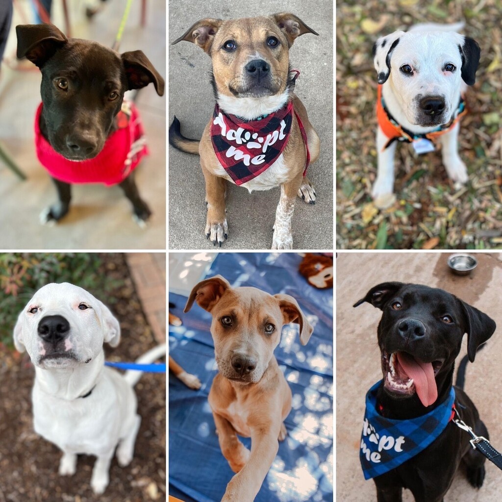 Check out these beautiful teen babies! 😍 Our hearts hurt for them as tiny puppies continually take their place in adoption emails while they wait patiently for their families.

Looking for a playful pup who is ALSO potty trained?! Adopt a teen! 
Read… instagr.am/p/Ckoq5zeLJeD/