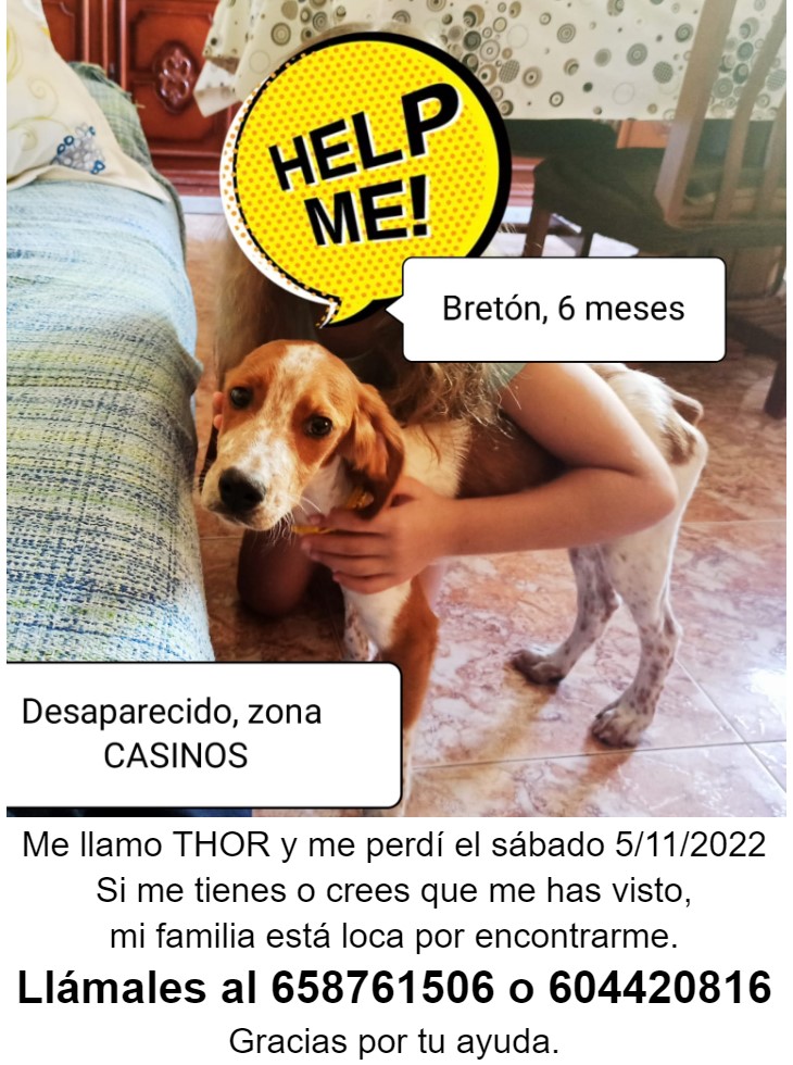 joserracj's tweet photo. Me llamo THOR y me perdí el sábado 5/11/2022
Si me tienes o crees que me has visto,
mi familia está loca por encontrarme.
Llámales al 658761506 o 604420816
Gracias por tu ayuda.

Twitter haz la magia
RT, por favor 🙏

#URGENTE #perdido #perroperdido #Casinos https://t.co/mOE60M65VM