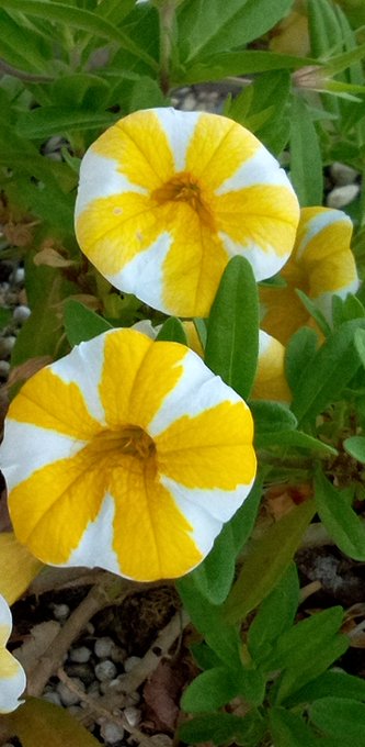 花言葉 の評価や評判 感想など みんなの反応を1日ごとにまとめて紹介 ついラン